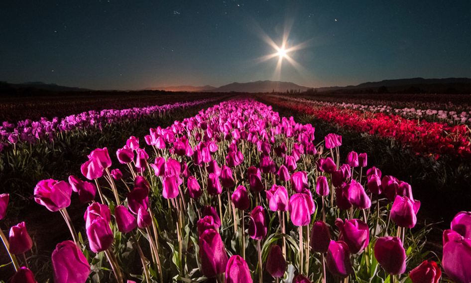 Campo de tulipanes ¡Joya argentina en Trevelin!